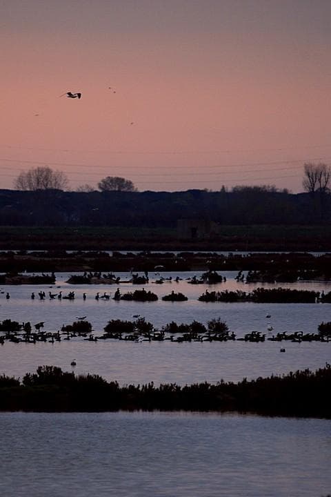 Le valli di Comacchio all'alba